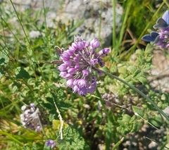 Allium senescens