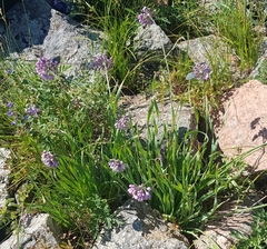 Allium senescens