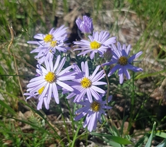 Aster altaicus