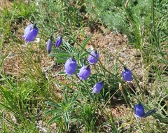 Adenophora stenanthina