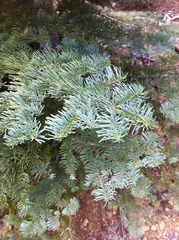 Abies magnifica magnifica