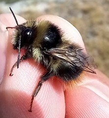 Bombus mendax