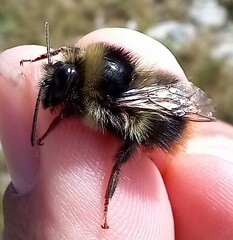 Bombus mendax