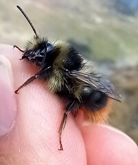 Bombus mendax