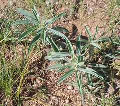 Thermopsis lanceolata