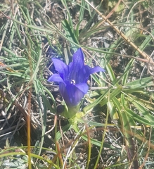 Gentiana decumbens