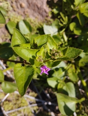 Mirabilis elegans