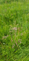 Poa subfastigiata