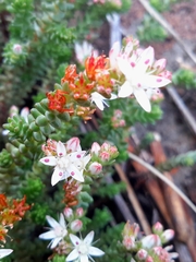 Sedum moranense