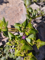 Mirabilis elegans