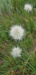 Allium leucocephalum