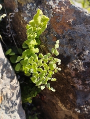 Adiantum chilense scabrum