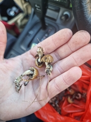 Psilocybe