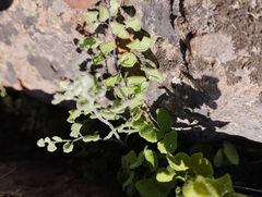 Adiantum chilense scabrum
