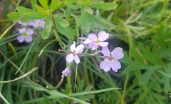 Dontostemon integrifolius