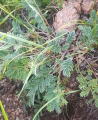 Potentilla tergemina