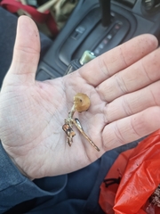 Psilocybe