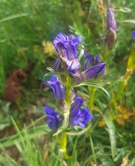Gentiana decumbens