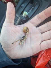 Psilocybe