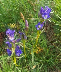 Gentiana decumbens