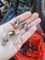 Psilocybe