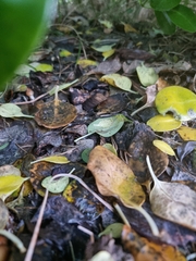 Psilocybe