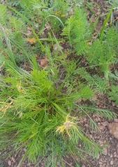 Artemisia commutata