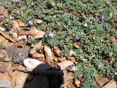 Astragalus kentrophyta