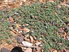 Astragalus kentrophyta