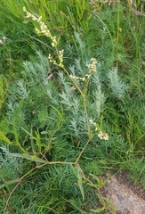 Persicaria angustifolia