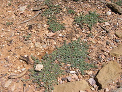 Astragalus kentrophyta