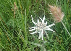 Leontopodium leontopodioides