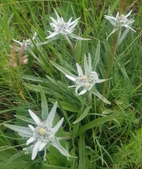 Leontopodium campestre