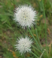 Allium leucocephalum