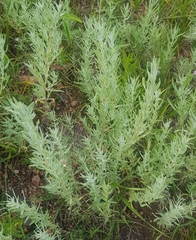 Artemisia dracunculus glauca