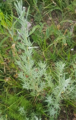 Artemisia dracunculus glauca