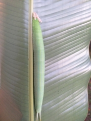 Opsiphanes tamarindi