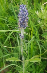 Nepeta multifida