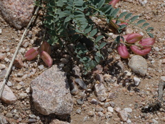 Astragalus cyaneus