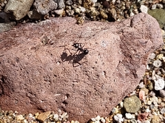 Camponotus ulcerosus