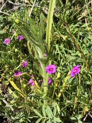 Calandrinia compressa