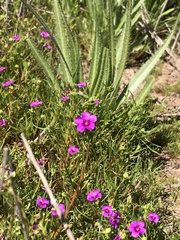 Calandrinia compressa