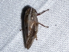 Aphrophora saratogensis