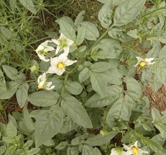 Solanum jamesii