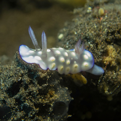 Goniobranchus hintuanensis