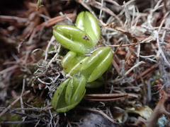 Pinguicula villosa