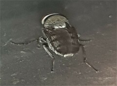 Stomorhina subapicalis