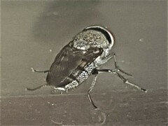 Stomorhina subapicalis
