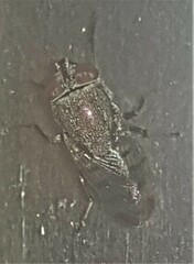 Stomorhina subapicalis