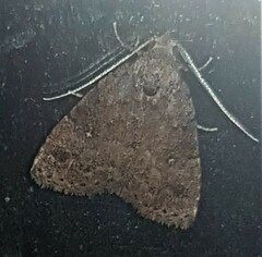 Tolpiodes oligolasia